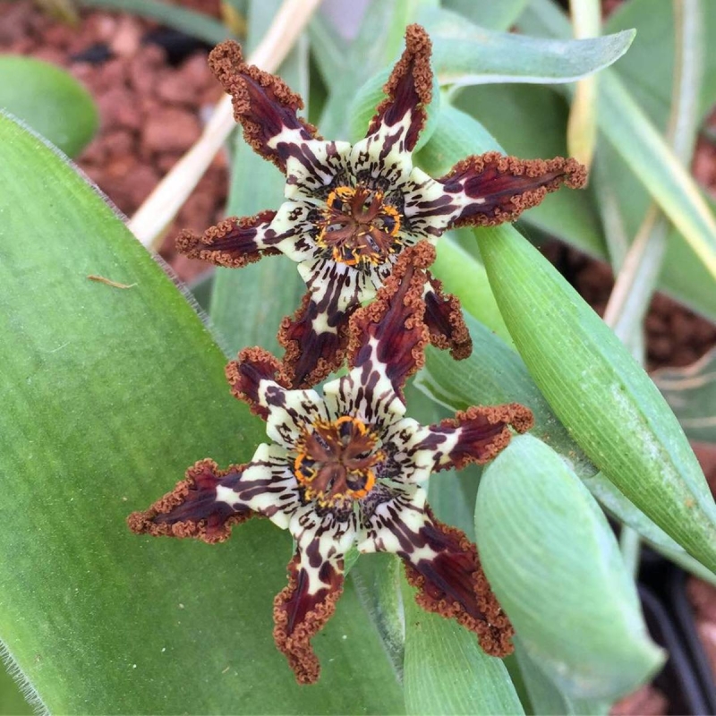 Starfish Lily Ferraria crispa